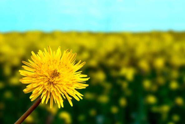 Karahindiba Ekstresi nedir